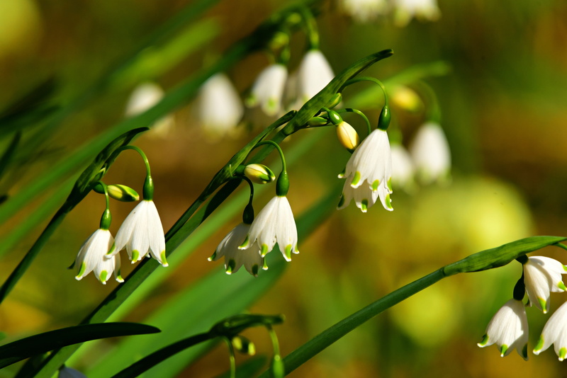flower, inflorescence, plant, snowdrop, green color, vulnerability, freshness, garden, flowering plant, day, flower head, springtime, spring flower, close-up