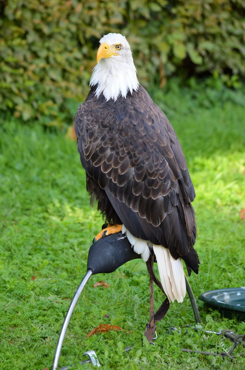 usa, bald eagle, emblem, power, symbol, plant, crest, hunting, heraldic, beak, insignia, predator, animal wildlife, grass, nobility, animals in the wild