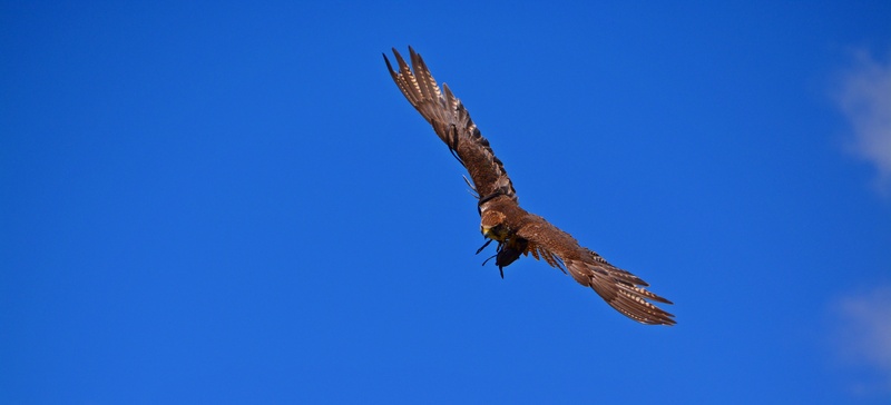 outdoors, bird of prey, no people, vertebrate, eagle, eagle - bird, fly, animal body part, blue, one animal, hunting, air, 5K, spread wings, falcon - bird