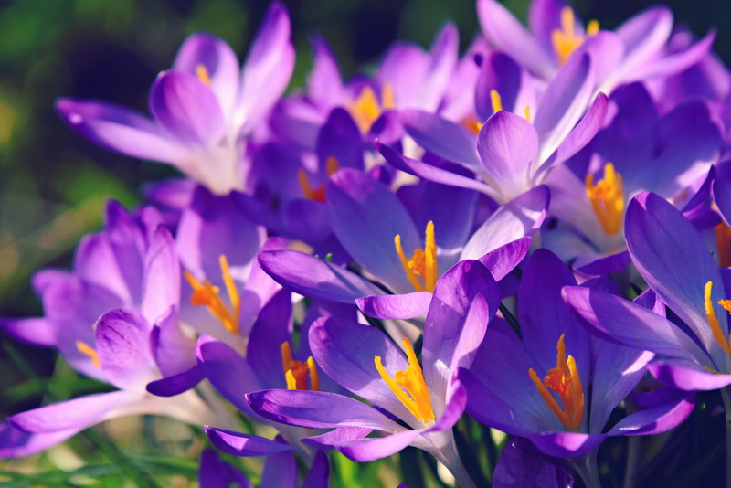 close-up, beauty in nature, springtime, purple, plant, softness, spring flower, flower head, fragility, flowering plant, new life, pistil, growth, vulnerability
