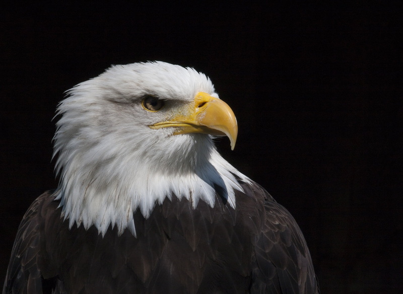adler, animal wildlife, animal themes, majestic, close-up, eagle - bird, bird of prey, falconry, raptor, bald eagles, feather, bird, looking, bald eagle
