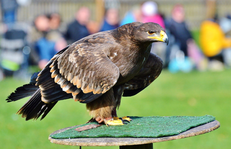 brown eagle, animal wing, eagle - bird, falcon - bird, wildlife park, animal wildlife, incidental people, heraldic animal, animal body part, close-up, bird