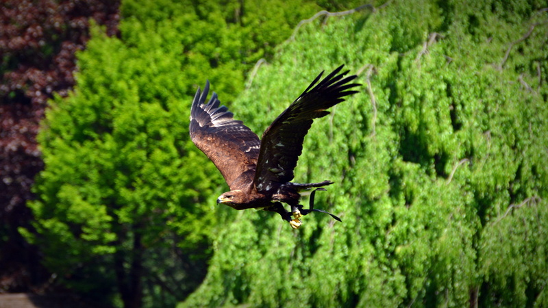 eagle, nature, plant, vertebrate, rainforest, Adler, animals in the wild, bird, mid-air, 4K, heraldic animal, Bird Of Prey, green color, wildlife, animal themes