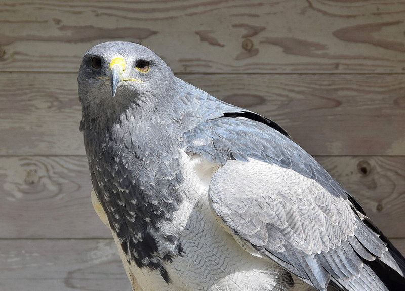 nature, silver colored, zoology, white tailed eagle, bird, feather, day, Bird Of Prey, beak, eagle, falcon - bird, golden eagle, falkner, sunlight, Adler
