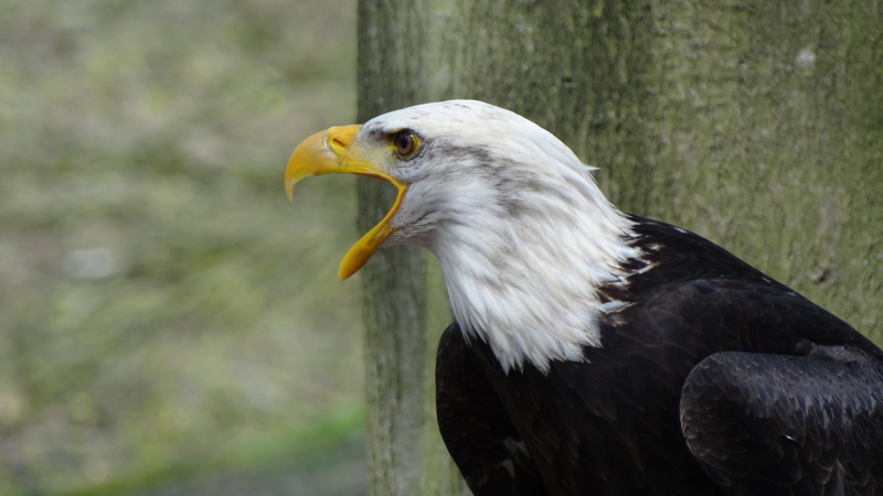 nature, outdoors, animal wildlife, tree, animal themes, heraldic animal, focus on foreground, black, one animal, bald eagles, carnivore, hawk, usa, day