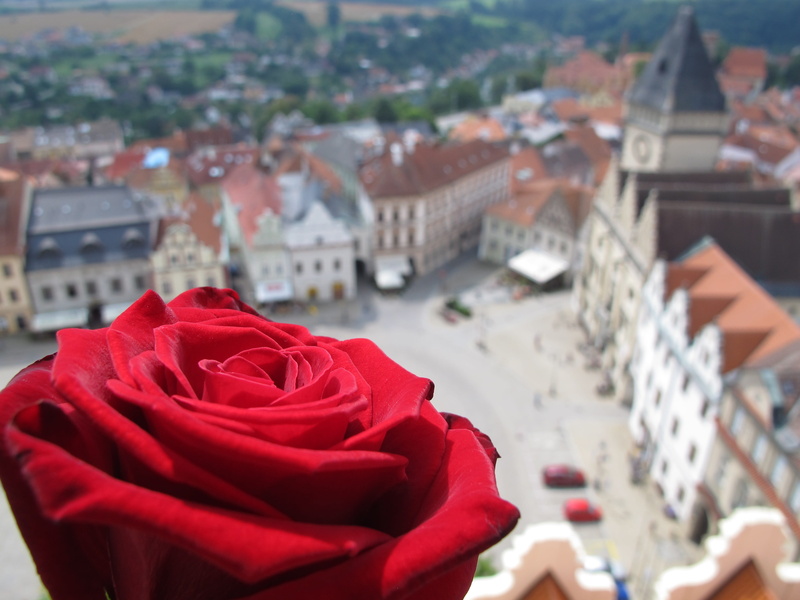 rose, Old Town, city, Panorama, art, plant, day, tower, beauty in nature, rose - flower, close-up, Old Town Square, focus on foreground, building exterior