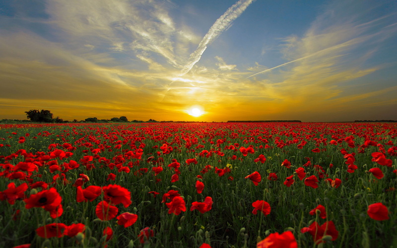 vibrant color, springtime, sunset, plant, 5K, beauty in nature, poppies, red, nature, sun, cloud - sky, sky, environment, tranquility, hd, flowering plant