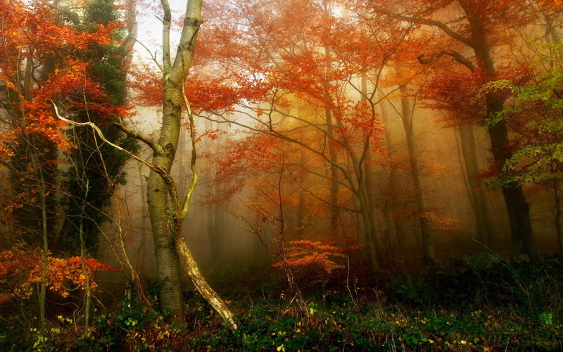 mist, 1080P, branch, leaf, forest, grass, fall, trees, mysterious, red, leaves, nature