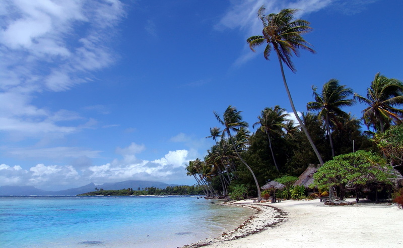 tranquility, tropical tree, 2K, coconut palm tree, land, turquoise colored, Polynesian, water, Nature, trees, palm tree, tranquil scene, cloud - sky, growth