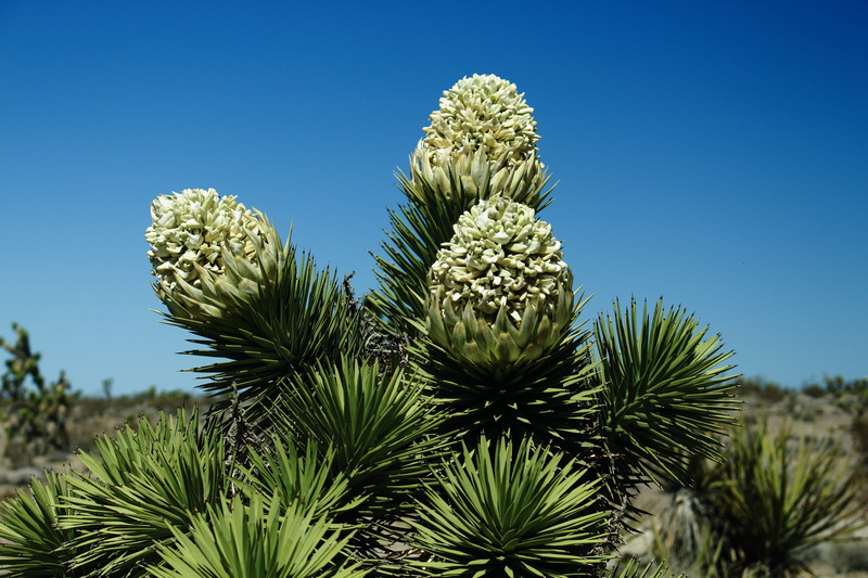land, scenics - nature, sky, tree, needle - plant part, joshua, growth, bloom, tranquility, flower, outdoors, plant, blue, southwestern, spiky, arid climate