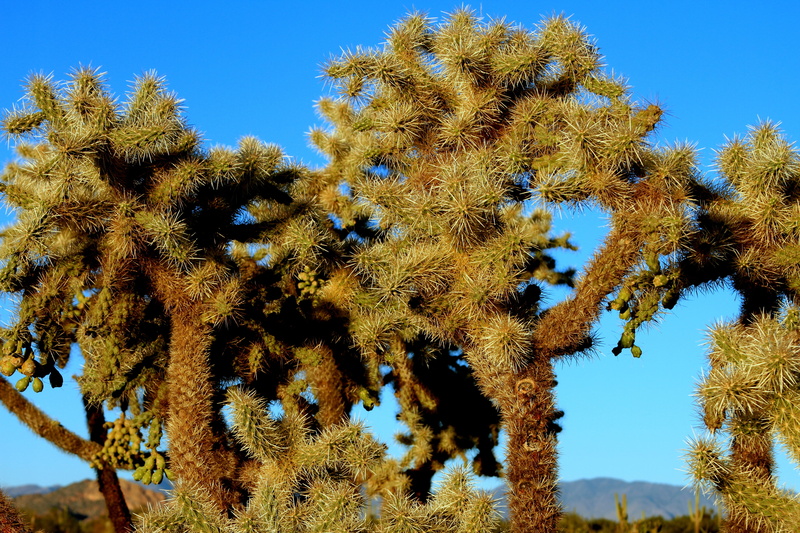 flower head, hot, nature, sky, desert, growth, beauty in nature, 5K, southwestern, branch, cactus, succulent plant, flowering plant, tranquility, cholla