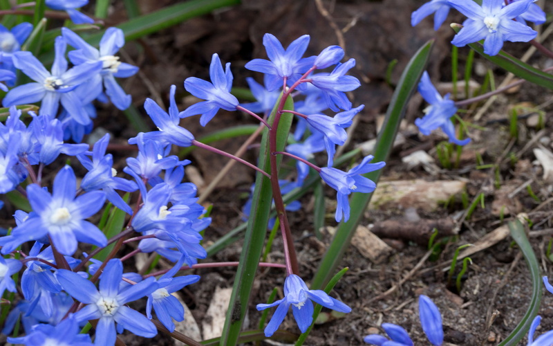 turkey, no people, beauty in nature, close-up, petal, nature, growth, flower head, freshness, chionodoxa, field, 4K, land, purple, vulnerability, southwestern
