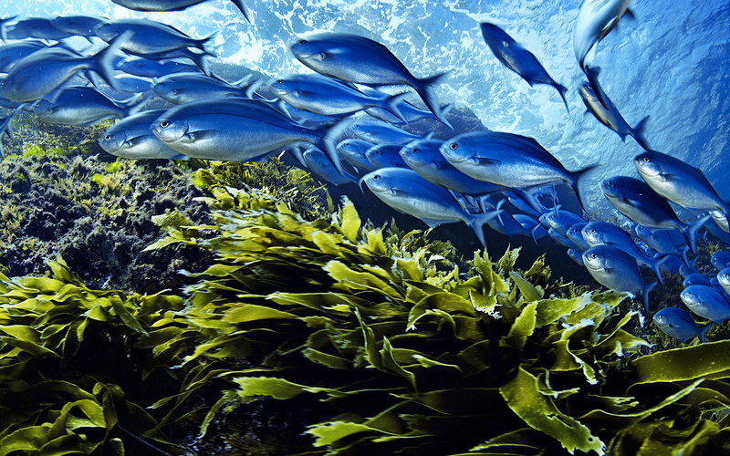 outdoors, australia, marine, vertebrate, islands, undersea, school of fish, new, animals in the wild, kermadec, ocean, zealand, chub, animal, pacific, southwestern