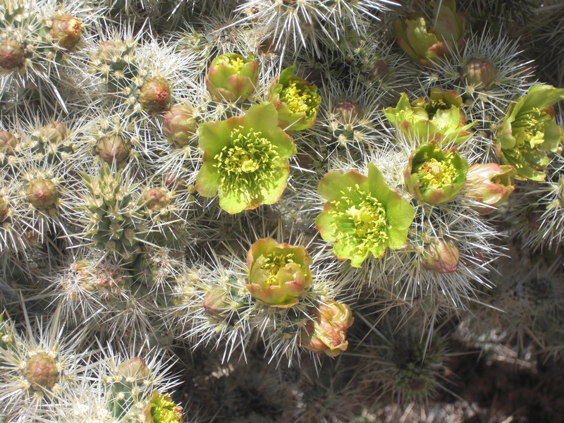 bloom, poke, field, cactus, sharp, fresh, thorn, barren, no people, green color, environment, succulents, california, outdoors, focus on foreground, desert