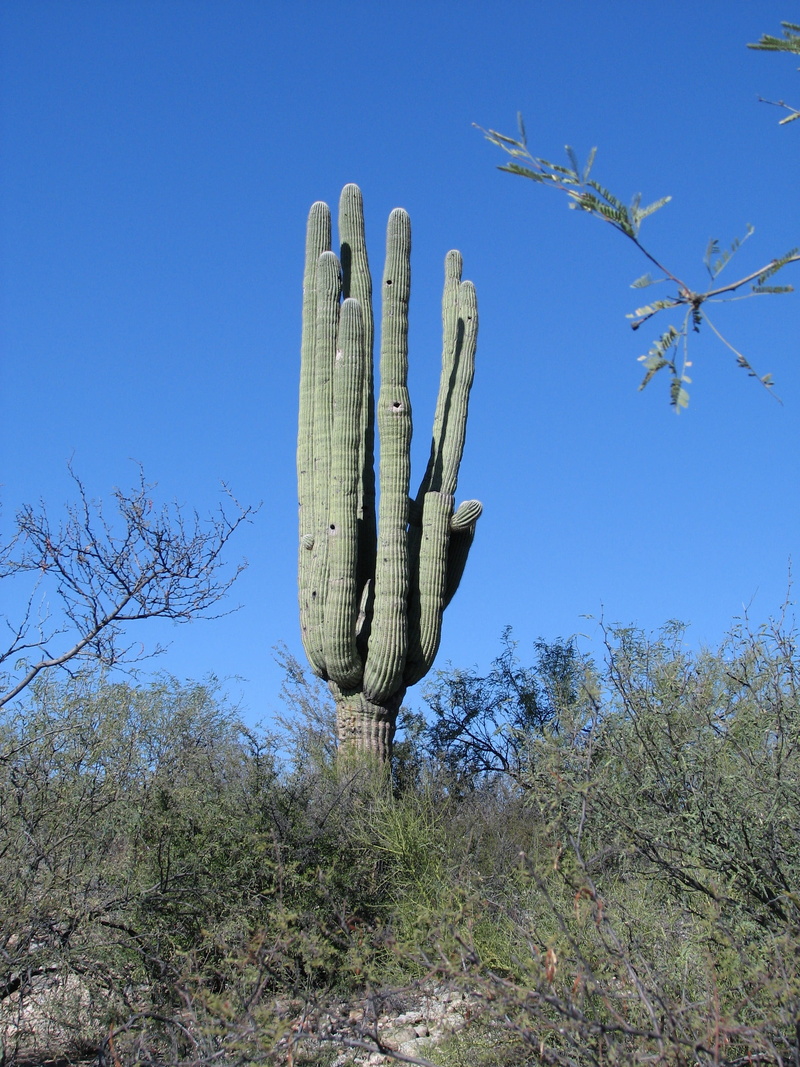 sunlight, semi-arid, saguaro cactus, 2K, succulent plant, landscape, plant, beauty in nature, tranquility, land, cacti, blue, no people, tranquil scene