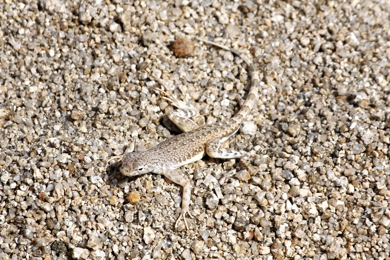 land, southwestern usa, portrait, nature, arid climate, outdoors, desert, reptile, animal, crawling, day, high angle view, animal wildlife, animals in the wild