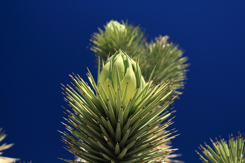 sharp, blue, palm leaf, pine tree, 5K, spiked, spiky, tree, needle - plant part, green color, outdoors, no people, coniferous tree, joshua, desert, blue background