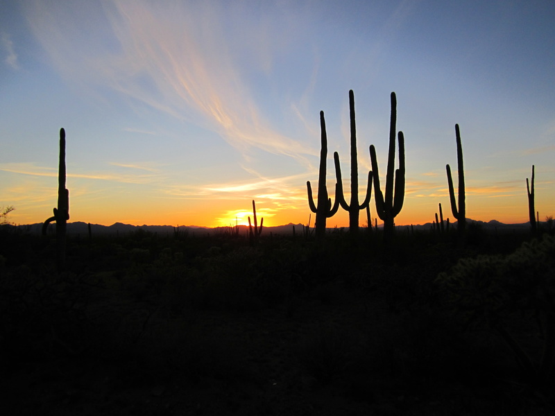 nature, cacti, arizona, environment, sky, outdoors, growth, sunset, desert, no people, beauty in nature, orange color, desert landscape, cloud - sky, southwest