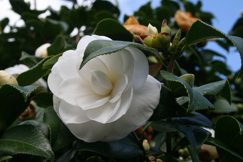 white, 1080P, camilla, nature, flower, large, nature and landscapes, leaves, green