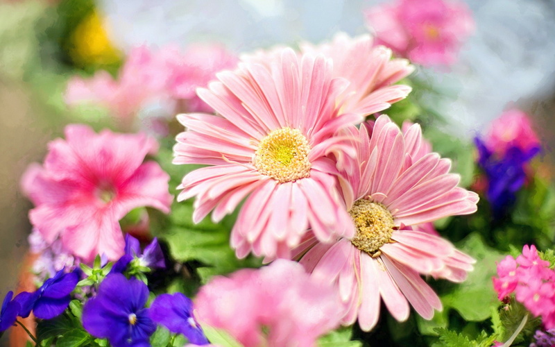 2K, full, light, flowers, desktop, pink, screen