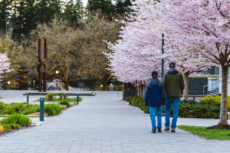 men, rear view, couple - relationship, child, full length, architecture, walking, pink, nature, outdoors, trees, vancouver, 5K, people, lifestyles, cherry blossoms