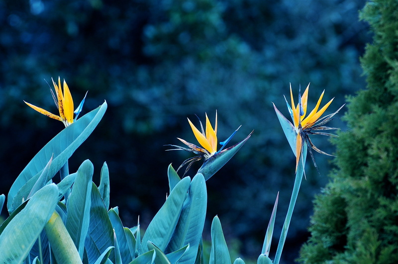March, yellow, 1 on 1, Flowers, Lisbon, dof, PT, 2K, Portugal, nature, petaled, plant, Early Spring, Bokeh, continuum, photo