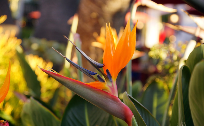close-up, foto, diego, plant, America, no people, botany, Sony, Creative, stockphoto, Alpha, 5K, bild, California, United States, orange color, growth