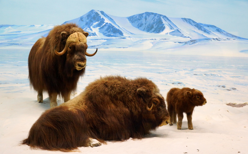 bild, group of animals, domestic, Creative, history, slta77, herd, commons, snowcapped mountain, resolution, animal hair, mountain, hires, High, land, kalifornien