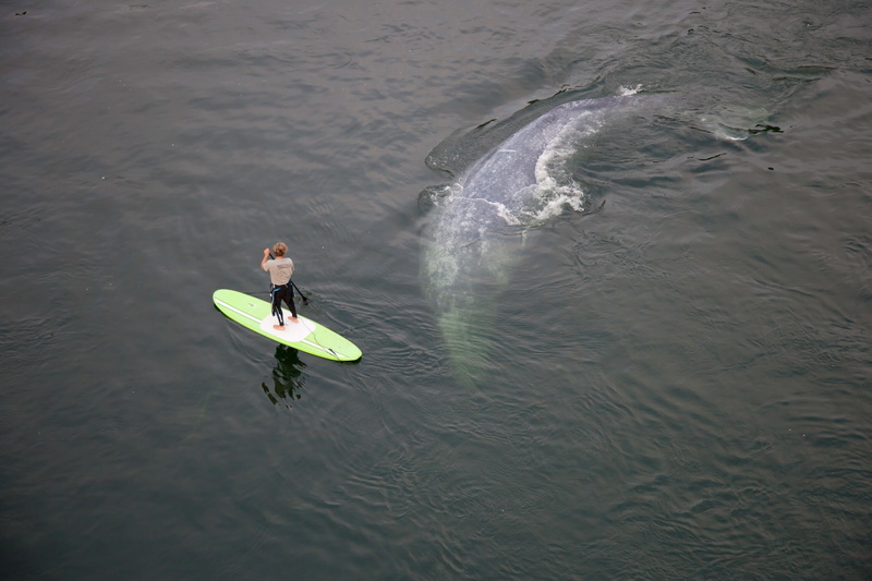 full length, outdoors, water, animals, day, waterfront, adventure, aquatic sport, leisure activity, sport, real people, swimming, marine, whale, lifestyles