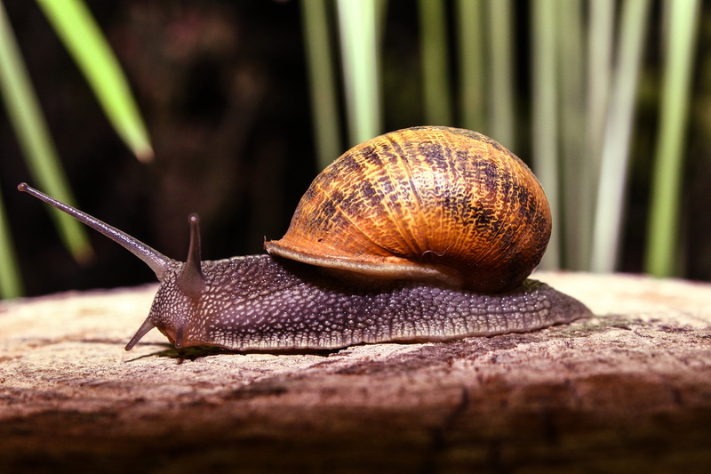close-up, animals, photography, animal wildlife, invertebrate, shell, nature, image, snail, boredom, orange, one animal, no people, shift, wood, 5K, slimy