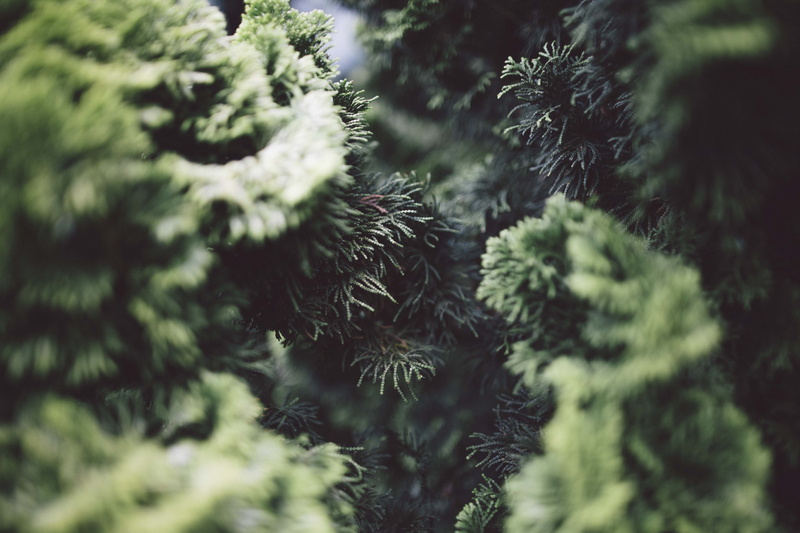 woodland, branches, pinaceae, conifer, coniferous, branch, green color, christmas trees, 5K, evergreen Tree, green, depth, outdoors, no People, photography