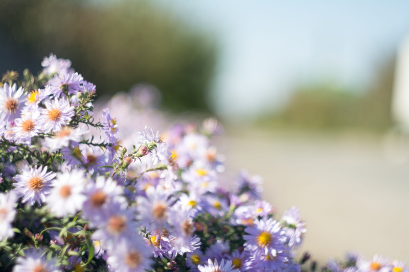 flower head, photography, springtime, freshness, growth, close-up, flowerbed, outdoors, small, tilt, day, bloom, daisies, spring, chamomile, floral, close
