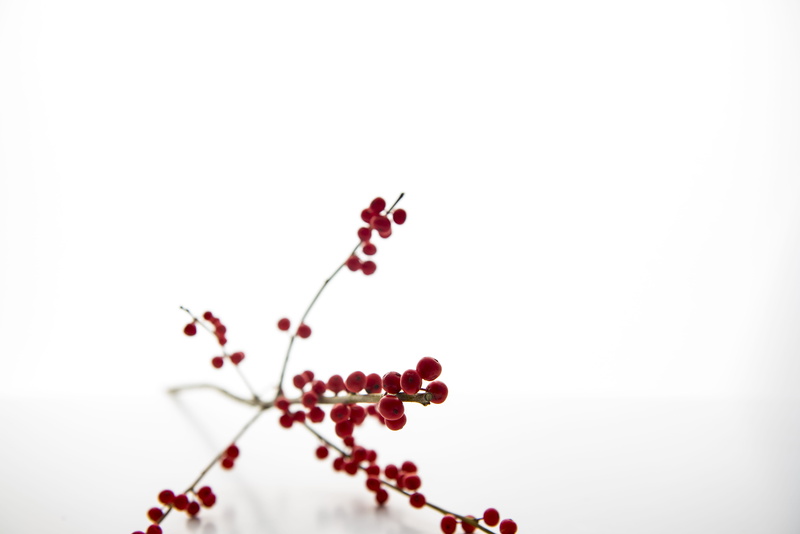 stem, beauty in nature, ripe, lens, food and drink, healthy eating, day, branch, flower, white, nature, fruit, white background, 5K, growth, red, close-up