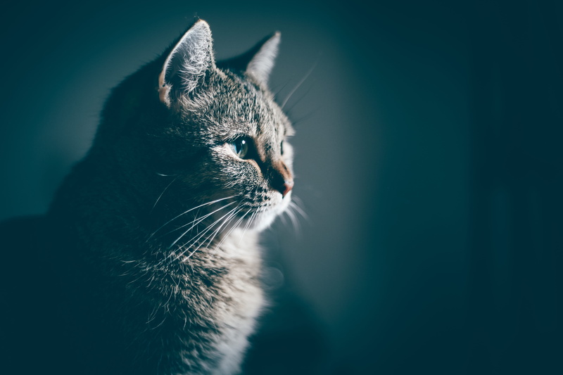 photography, animal, animal head, domestic cat, no people, pets, portrait, close, animal body part, one animal, whisker, gray, indoors, cat, mammal, looking away