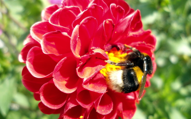 freshness, black, flower, formal Garden, single Flower, green Color, dahlia, growth, pollination, invertebrate, bee, 2K, nature, pollen, no people, honey
