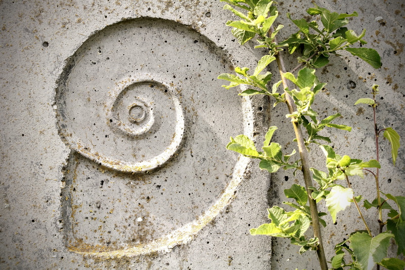 facade, plant, wall, snail, nature, relief, art, ornament, growth, leaf, wall - building feature, 4K, circle, texture, day, shell, maori figure, weathered