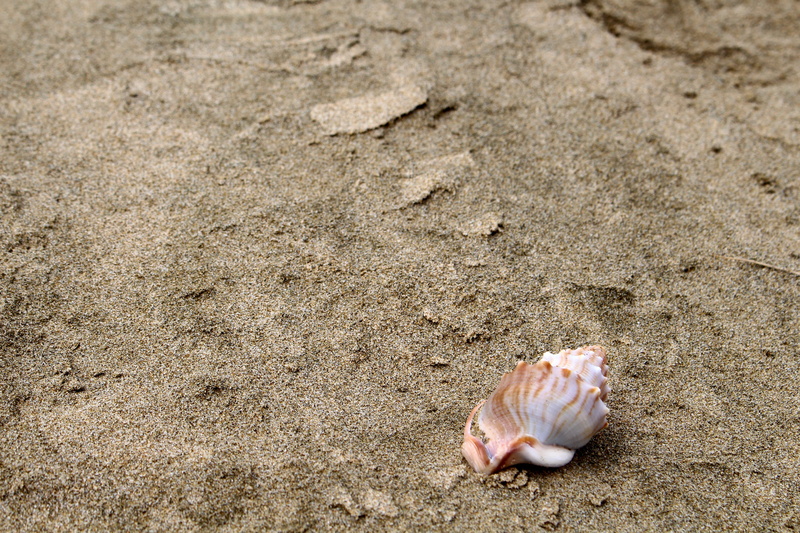mammal, rat, no people, passable, shimmer, animal themes, macro, animals in the wild, marine, seashell, close-up, vertebrate, beach sand, Nature, Shell