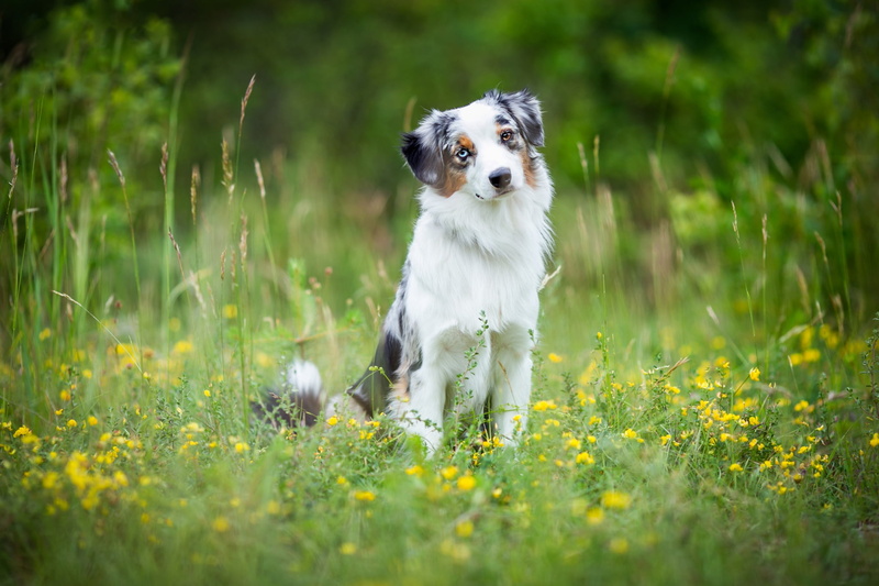pose, Aussie, 1080P, nature, yellow, background, portrait, dog, spotted, summer, look, face, green, greens, Australian shepherd, sitting, glade, flowers