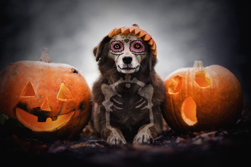 makeup, holiday, skeleton, autumn, faces, lies, background, bones, paint, Halloween, pumpkin, 1080P, face, look, dog, Jack, skull