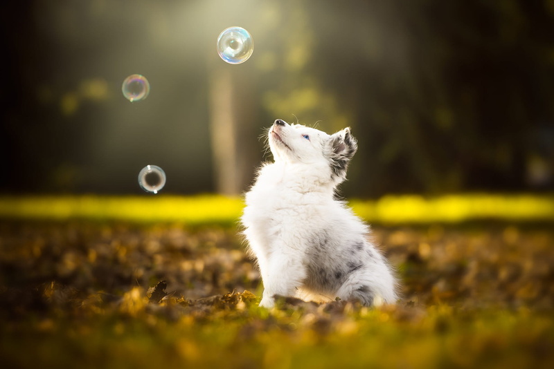 bubbles, autumn, spotted, cute, dog, sitting, looking up, Park, muzzle, look, blue eyes, nature, Australian shepherd, white, foliage, Aussie, background