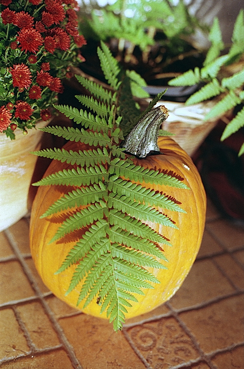 animals in the wild, animal wildlife, invertebrate, tiled floor, animal, halloween, outdoors, no people, green, plant, insect, holiday, orange, one animal