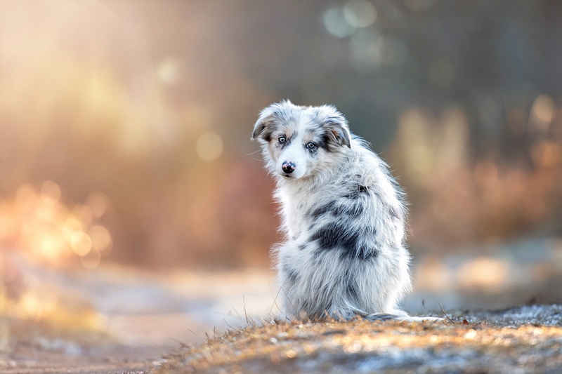 baby, pose, autumn, look, Australian shepherd, grass, Aussie, back, puppy, spotted, dog, light, snow, face, motley, sitting, 1080P, nature, glare, bokeh