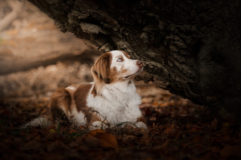 1080P, lies, foliage, autumn, puppy, tree, pose, baby, background, forest, Aussie, dog, nature, look, leaves, red and white, blue eyes, Australian shepherd