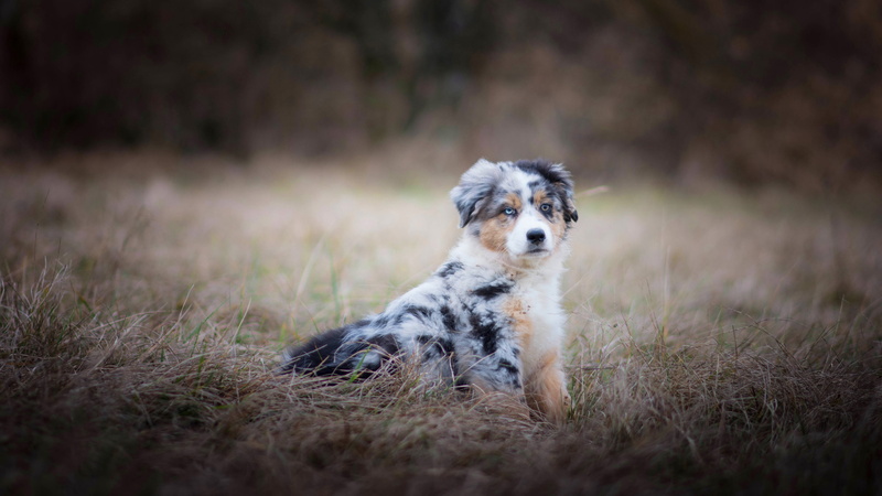autumn, Australian shepherd, field, Aussie, puppy, grass, 4K, nature, sitting, dog, spotted