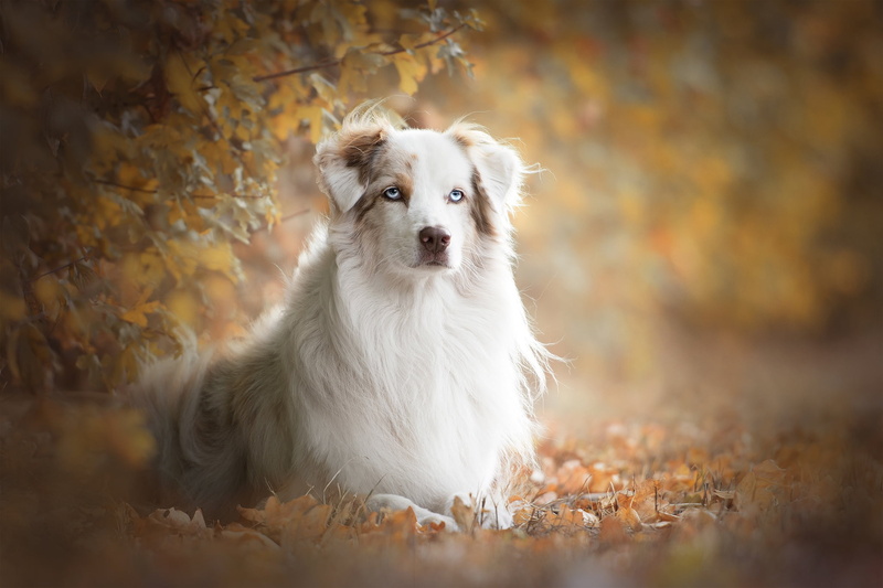 branches, leaves, 1080P, Aussie, portrait, autumn, dog, bokeh, look, Australian shepherd
