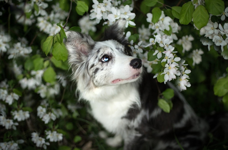 branches, pose, Australian shepherd, motley, white, flowering, leaves, face, look, flowers, background, eyes, Aussie, sitting, dog, nature, beauty, 1080P