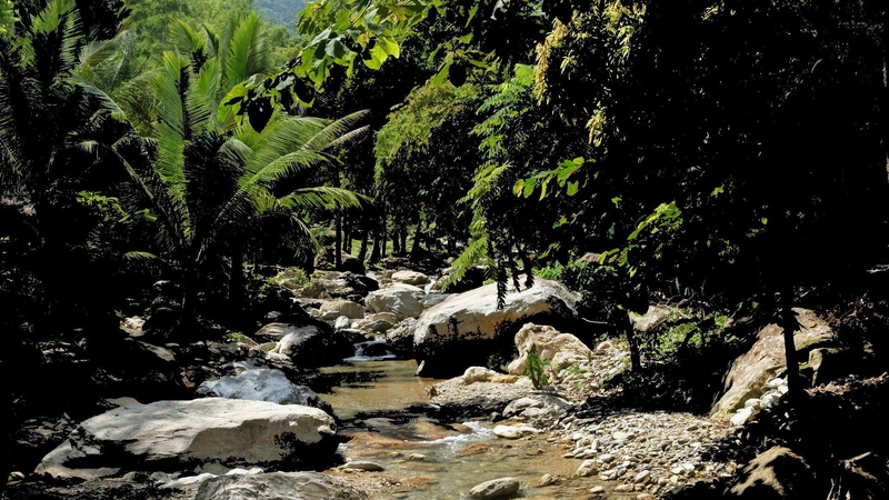 flowing, stream, jungle, 1080P, trees, light, palm, water, rock, nature, leaves, nature and landsca, stone, river