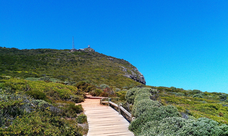 wooden path, green, non-urban scene, plant, walk, south africa, the way forward, scenics - nature, tranquil scene, copy space, wooden bridge, mountains