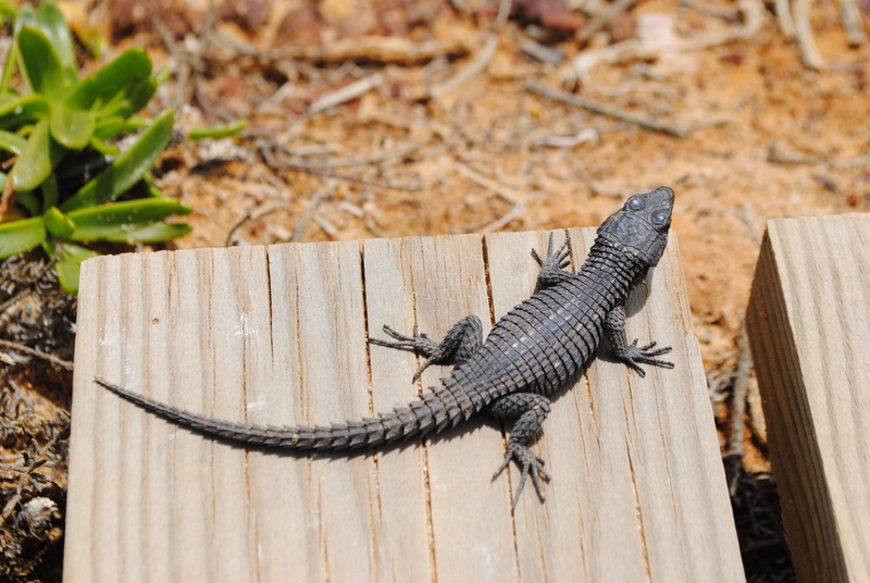 no people, outdoors, salamander, wildlife, animal themes, south africa, reptile, animal, nature, day, leaf, 4K, cape of good hope, gecko, lizard, animals in the wild