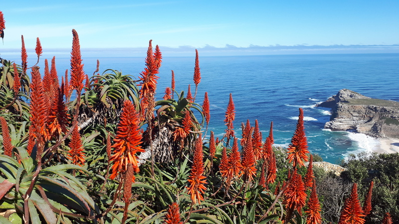 natural, cape point, vera, scenic, botany, no people, scenics - nature, spring, aloe vera, land, succulent plant, ocean, sea, succulent, non-urban scene